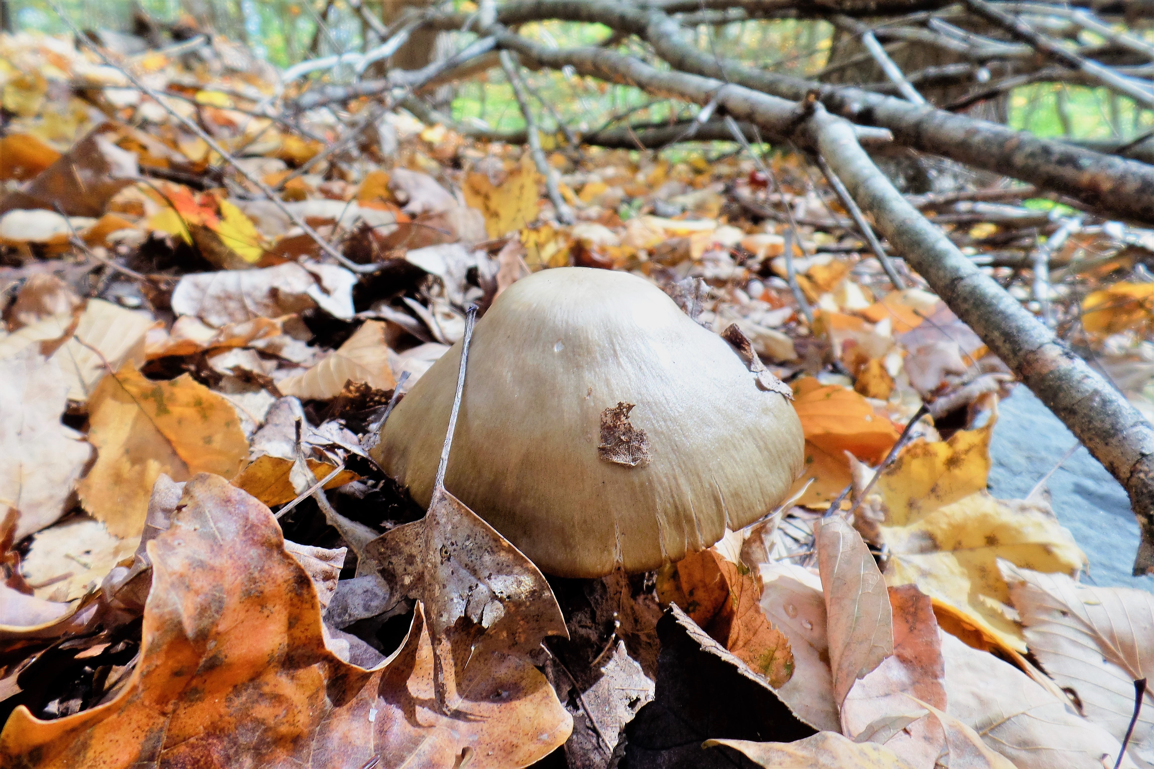 Gold Mushroom on forest floor