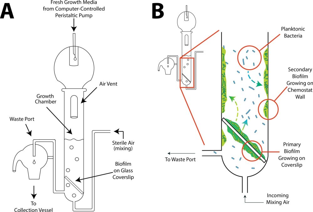Featured image for ““A chemostat-based model for growing bacterial biofilms” is published in Microbiology Spectrum”